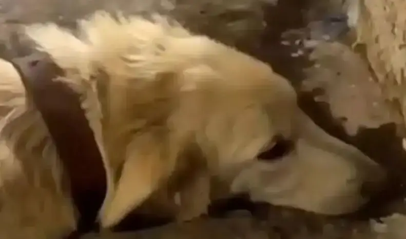 Ankara'da Köpeği Döverek Öldüren Sanığa 5 Ay Hapis Cezası verildi.